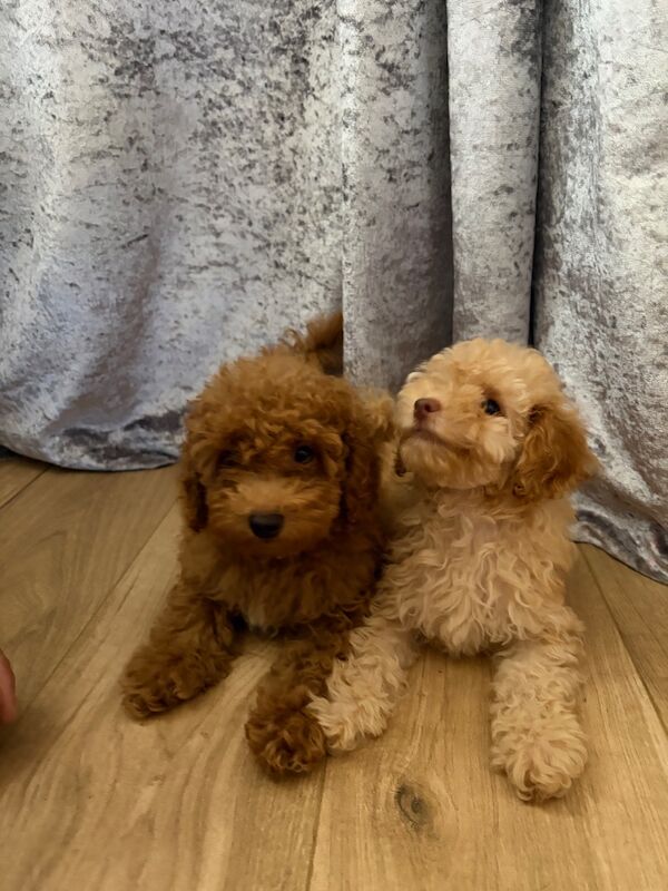 ⭐ ⭐amazing toy poodles - Image 4 of 8