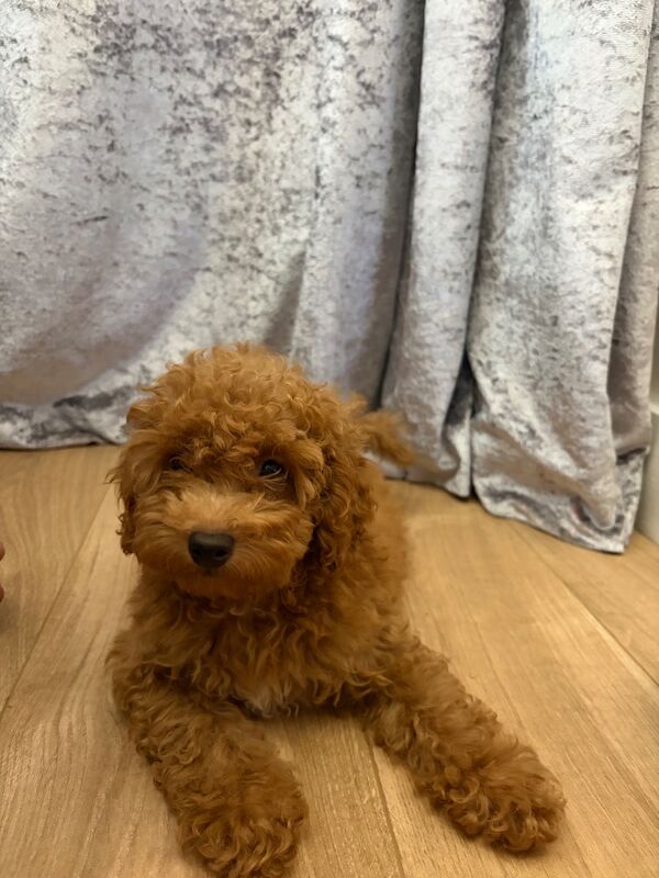 ⭐ ⭐amazing toy poodles - Image 5 of 8