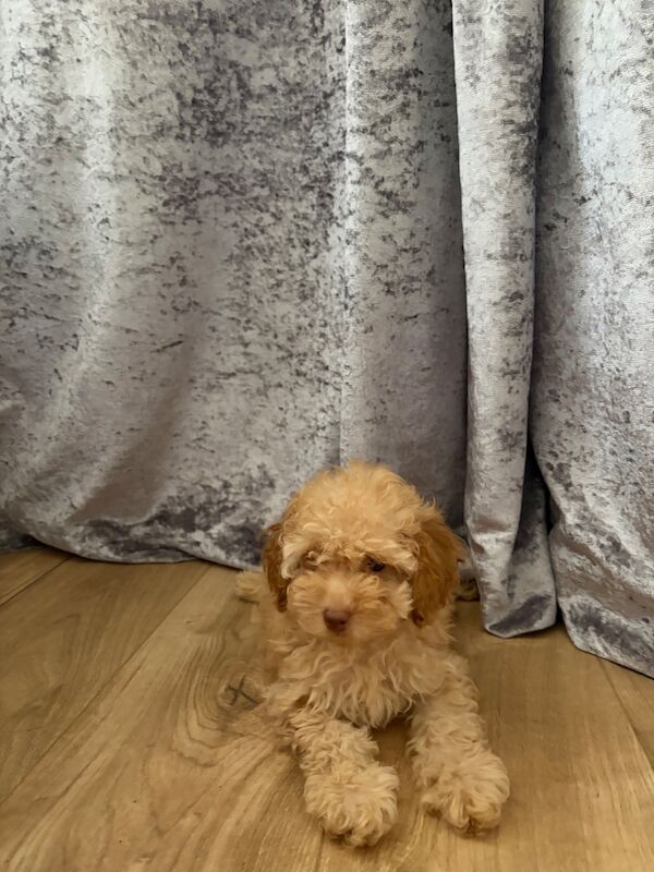 ⭐ ⭐amazing toy poodles - Image 6 of 8