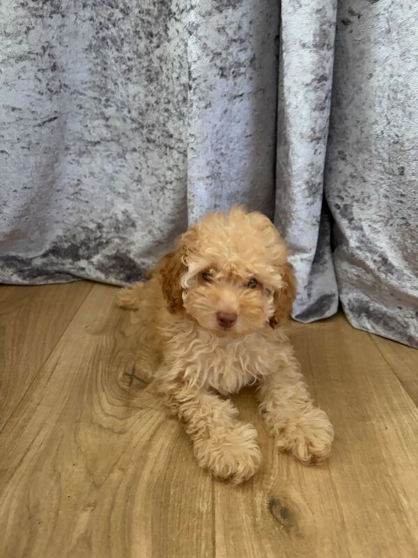 ⭐ ⭐amazing toy poodles - Image 7 of 8