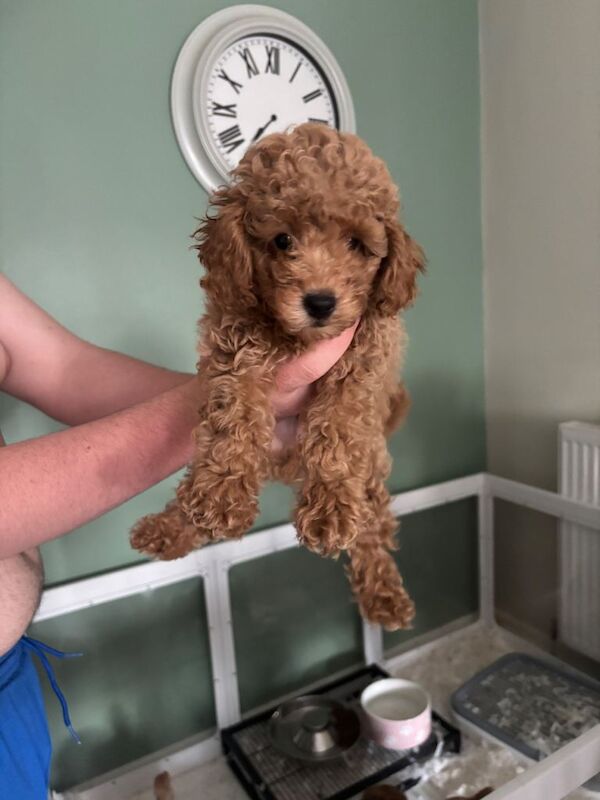 Toy poodles ready now only boys left