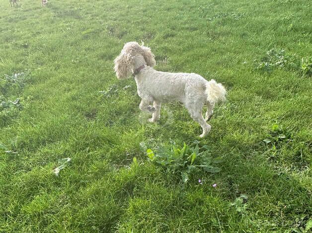 Poodle puppies for sale in Cambridge, Cambridgeshire – 3 years old - Image 2 of 2