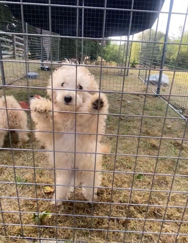 Poodle Puppies For Sale