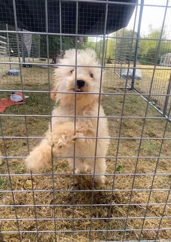 Toy x miniature poodle pups reduced - Image 2 of 4