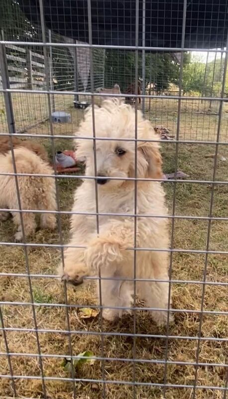 Toy x miniature poodle pups reduced - Image 3 of 4