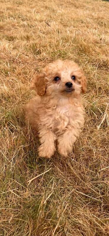 Toy x miniature poodle pups reduced - Image 4 of 4