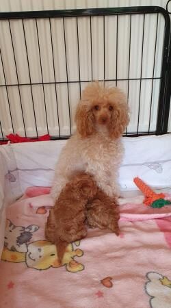 Poodle puppies for sale in Blackburn, Moray – 1 year old - Image 2 of 5