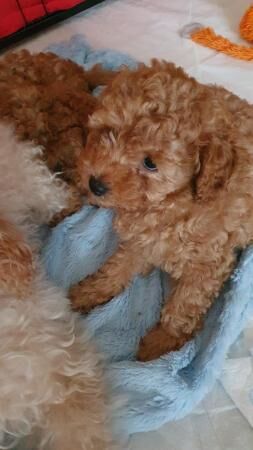 Poodle puppies for sale in Blackburn, Moray – 1 year old - Image 3 of 5