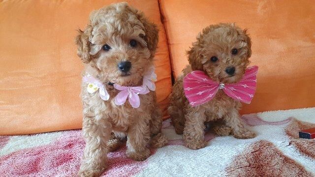 Poodle puppies for sale in Blackburn, Moray – 1 year old - Image 4 of 5