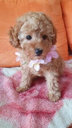 Poodle puppies for sale in Blackburn, Moray – 1 year old - Image 5 of 5