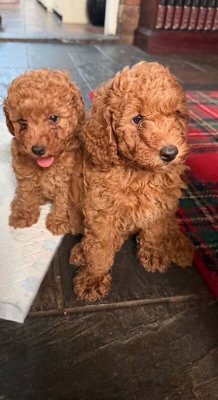 Two Beautiful Miniature Poodle Girls- 9 Weeks Old- Ready for their Forever Homes