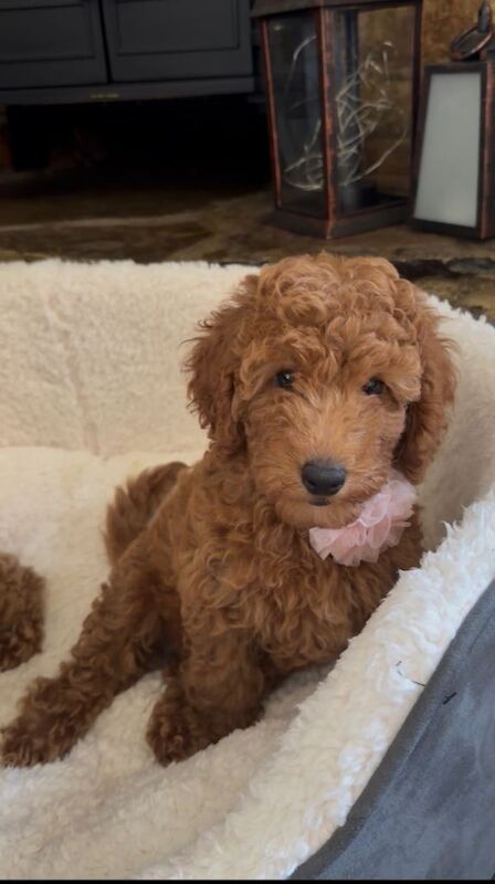 Two Beautiful Miniature Poodle Girls- 9 Weeks Old- Ready for their Forever Homes - Image 2 of 3