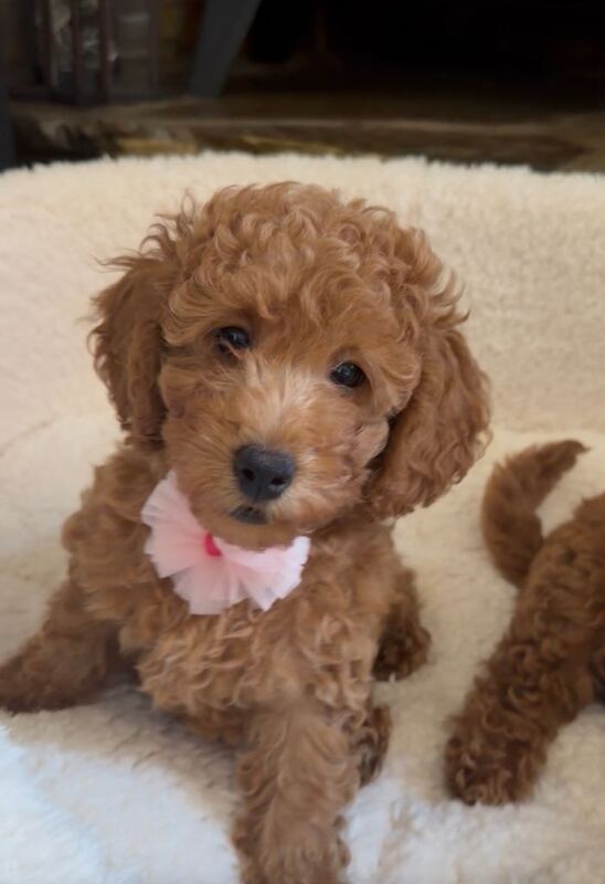 Two Beautiful Miniature Poodle Girls- 9 Weeks Old- Ready for their Forever Homes - Image 3 of 3