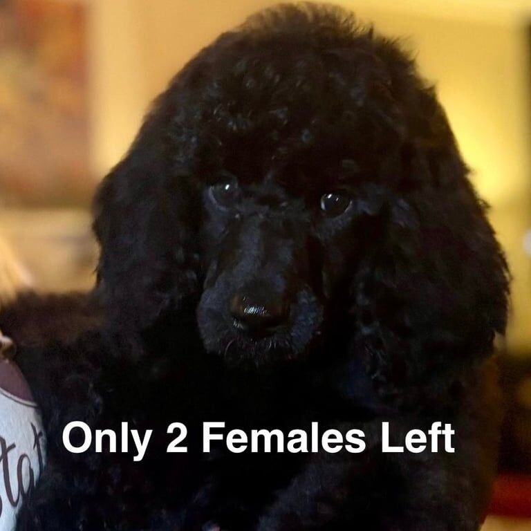 Poodle puppies for sale in Londonderry, County Londonderry – KC registered, 11 weeks old