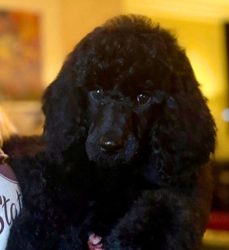 Poodle puppies for sale in Londonderry, County Londonderry – KC registered, 11 weeks old - Image 2 of 4