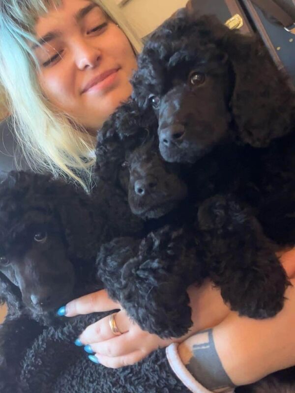 Poodle puppies for sale in Londonderry, County Londonderry – KC registered, 11 weeks old - Image 3 of 4