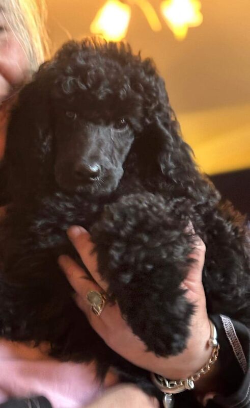 Poodle puppies for sale in Londonderry, County Londonderry – KC registered, 11 weeks old - Image 4 of 4
