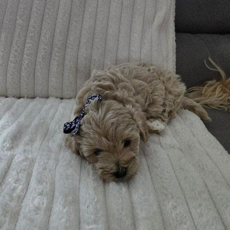 Two maltipoo puppy boys for sale £1700