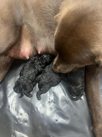 Poodle puppies for sale in Smestow, Staffordshire – 1 year old - Image 2 of 5