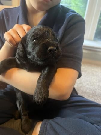 Poodle puppies for sale in Smestow, Staffordshire – 1 year old - Image 3 of 5