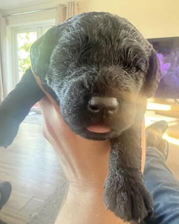 Poodle puppies for sale in Smestow, Staffordshire – 1 year old - Image 4 of 5