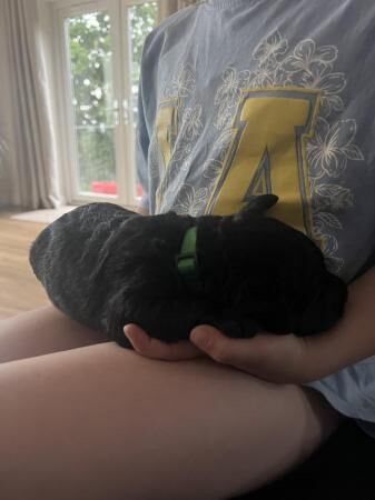 Poodle puppies for sale in Smestow, Staffordshire – 1 year old - Image 5 of 5