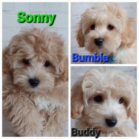 Poodle puppies for sale in Swanley, Kent – 1 year old - Image 1 of 5