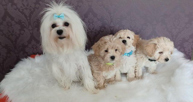 Poodle puppies for sale in Swanley, Kent – 1 year old - Image 3 of 5