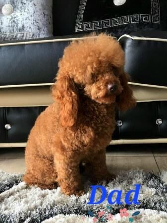 Poodle puppies for sale in Swanley, Kent – 1 year old - Image 4 of 5