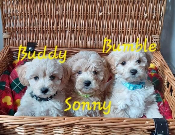 Poodle puppies for sale in Swanley, Kent – 1 year old - Image 5 of 5