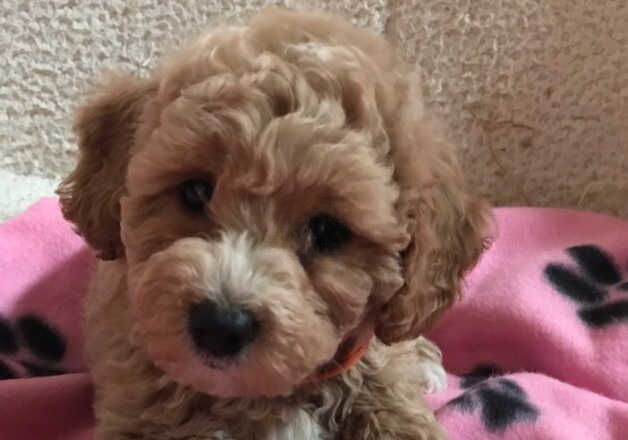Poodle puppies for sale in Carmarthen/Caerfyrddin, Carmarthenshire – 8 months old - Image 1 of 3