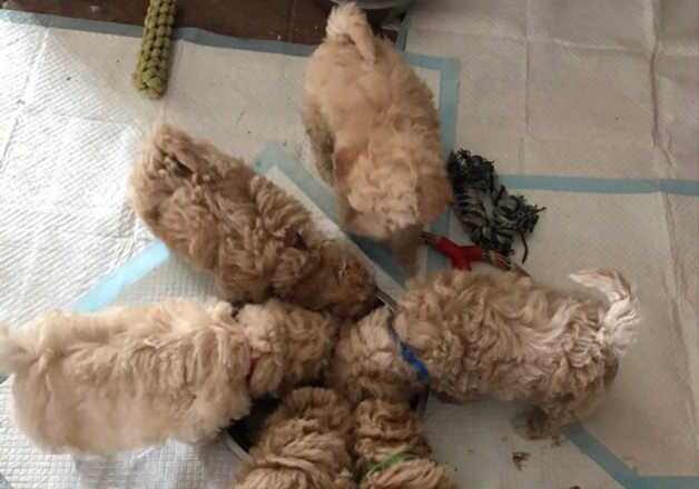 Poodle puppies for sale in Carmarthen/Caerfyrddin, Carmarthenshire – 8 months old - Image 2 of 3