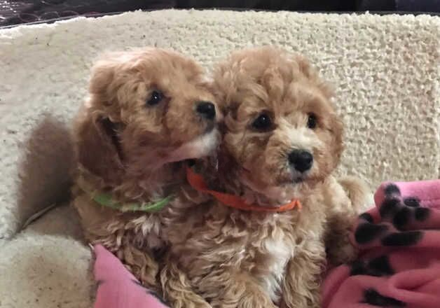 Poodle puppies for sale in Carmarthen/Caerfyrddin, Carmarthenshire – 8 months old - Image 3 of 3