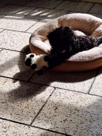 Poodle puppies for sale in Scunthorpe, Lincolnshire – 1 year old - Image 2 of 5