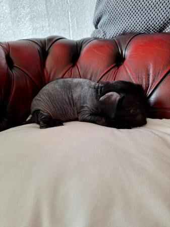 Poodle puppies for sale in Scunthorpe, Lincolnshire – 1 year old - Image 3 of 5