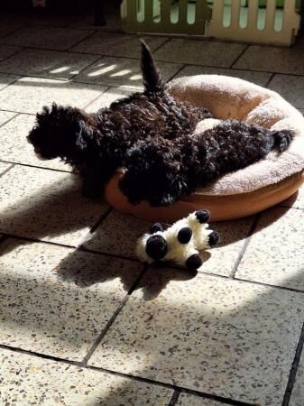 Poodle puppies for sale in Scunthorpe, Lincolnshire – 1 year old - Image 5 of 5