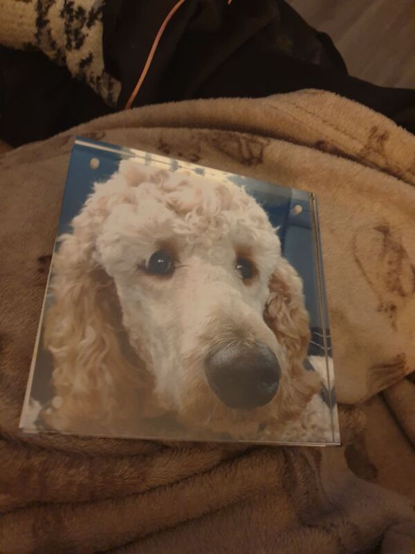 Wanted Standard poodle for sale in Rotherham, South Yorkshire | Image 2