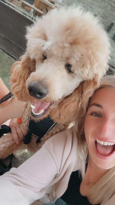 Wanted Standard poodle for sale in Rotherham, South Yorkshire | Image 3