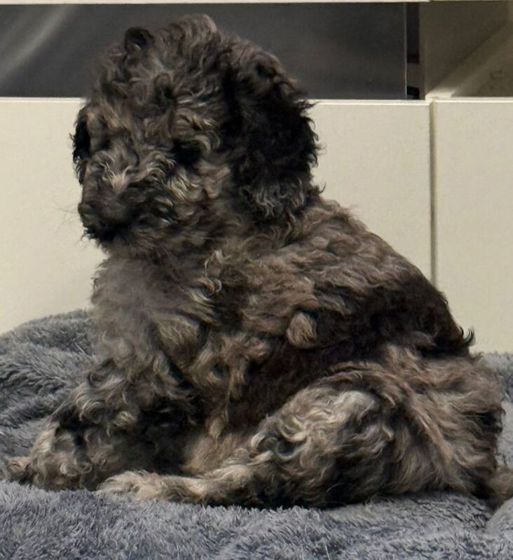 Poodle Puppies For Sale