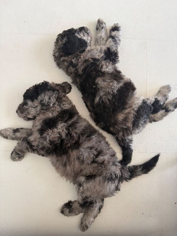 World renowned puppies!! - Image 4 of 4