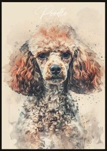 Ted - Licensed Poodle Breeder