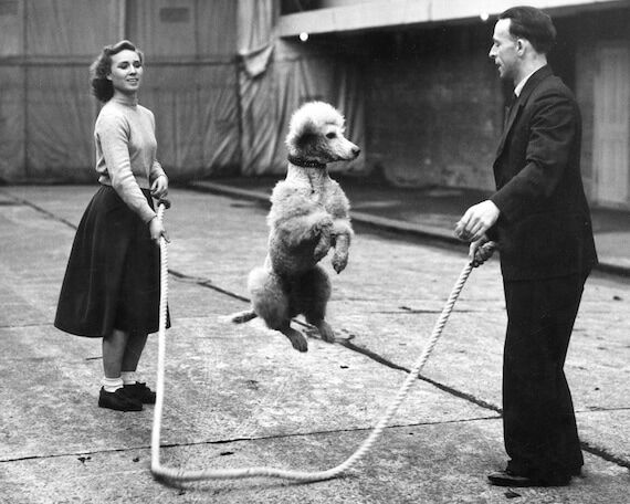 Ted - Licensed Poodle Breeder