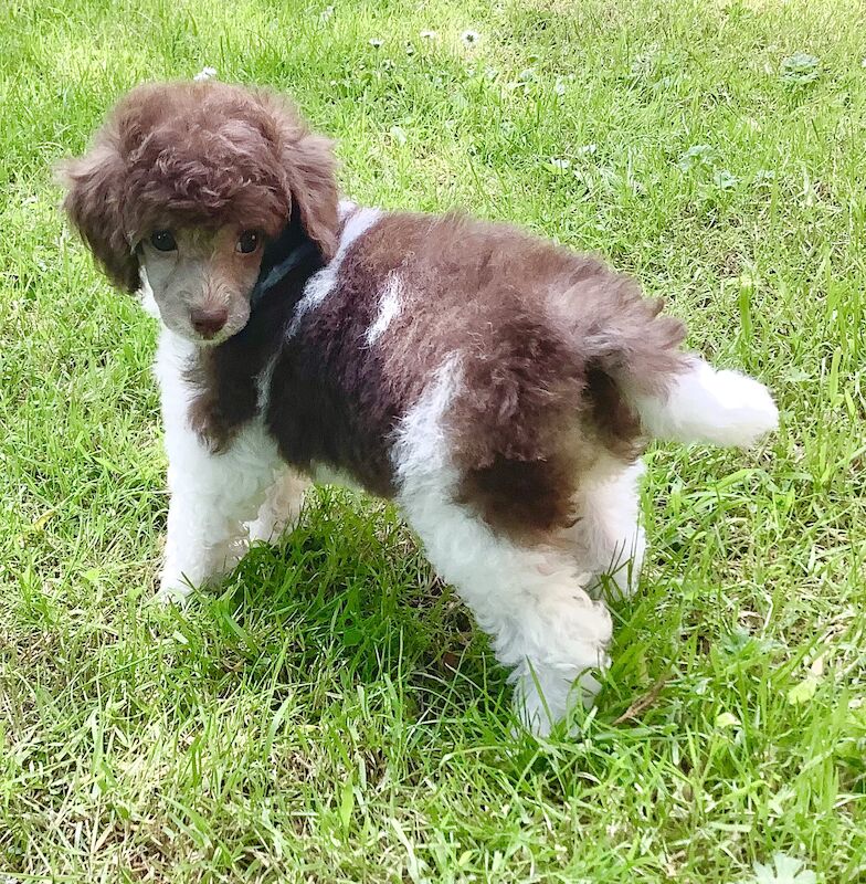 Lincolnshire Poodles