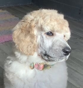 Lincolnshire Poodles