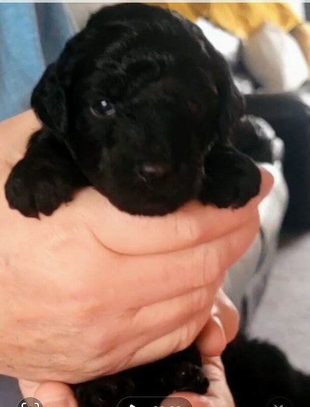 Sandra Daniels - Licensed Poodle Breeder