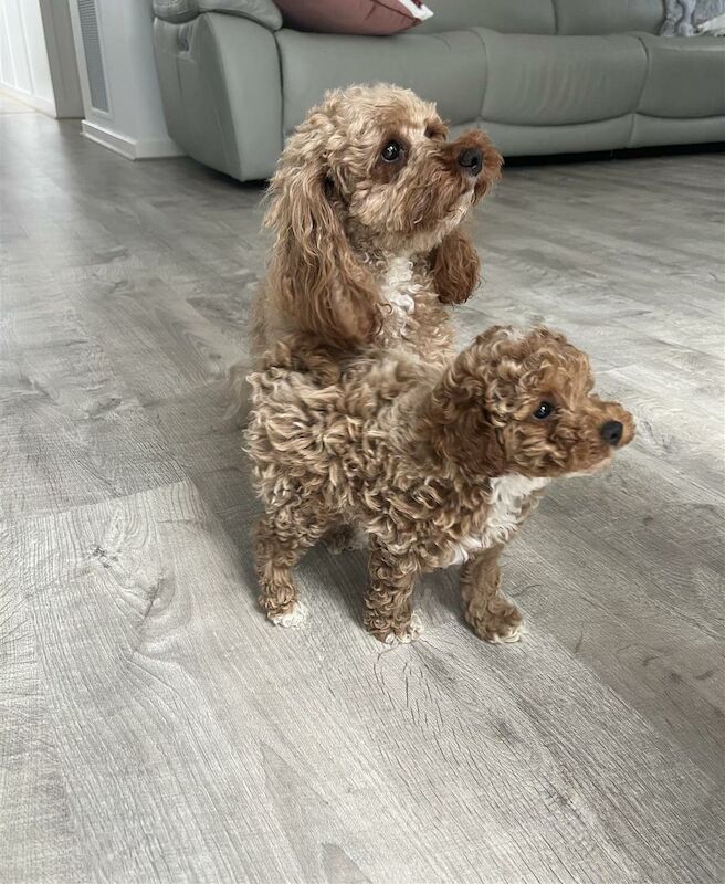 erine joelis - Poodle breeder