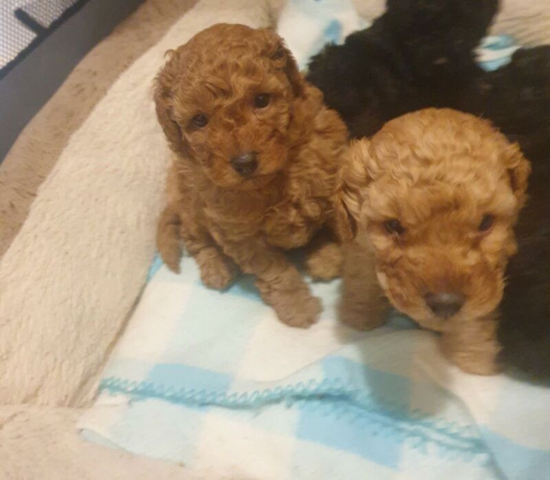 mac arrol - Poodle breeder