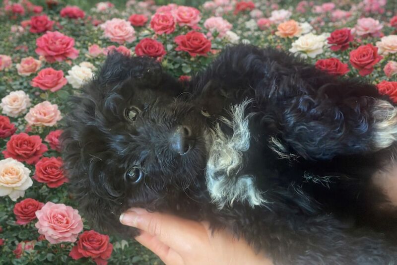 Gina Amron - Poodle Breeder in Boston, Lincolnshire  on Poodle Owners - Image 1