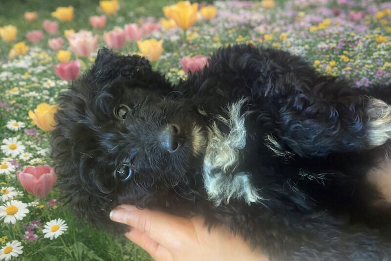 Gina Amron - Poodle Breeder in Boston, Lincolnshire  on Poodle Owners - Image 2