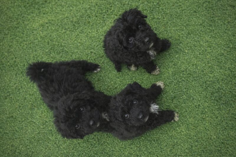 Gina Amron - Poodle Breeder in Boston, Lincolnshire  - Image 3